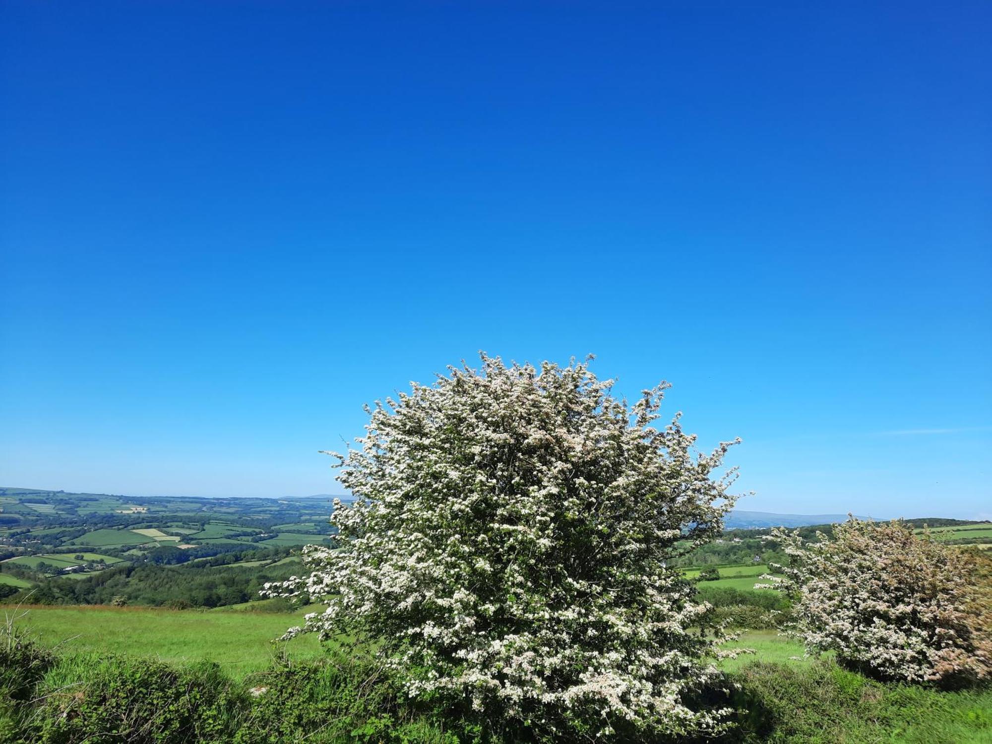 Summit Camping Kit Hill Cornwall Panoramic Views Grass Pitch From 15Pn Or Bella Bell Tent 75Pn Callington Pokoj fotografie