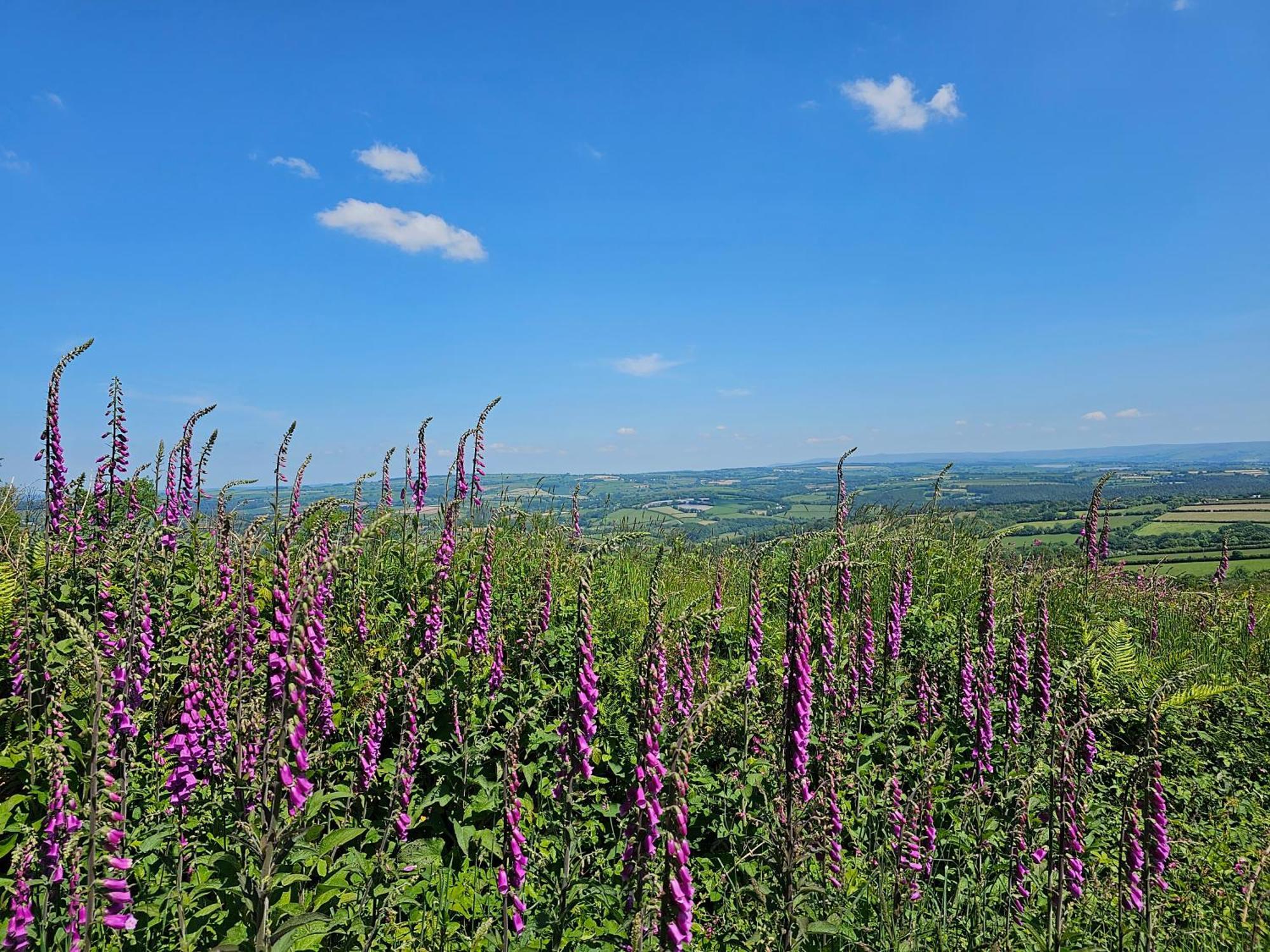 Summit Camping Kit Hill Cornwall Panoramic Views Grass Pitch From 15Pn Or Bella Bell Tent 75Pn Callington Exteriér fotografie